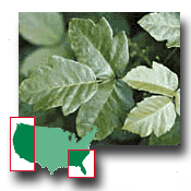 Leaves of three, let them be!
  
Poison Oak is common in the western and southeastern United States. In the West, poison oak is a very large plant which grows as a standing shrub or climbing vine.  Leaves appear green during the growing months and turn red in the fall.  Photograph and map from Dermik Laboratories, Inc.