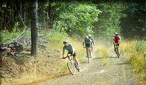 Many Starker Forests roads are open to Oregon cyclists.