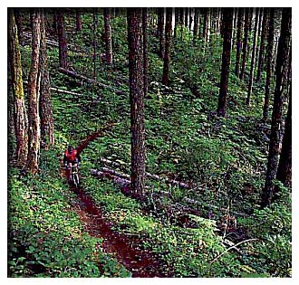 Marys Peak trails are steep and technically 
demanding.